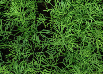 Background Surface of Young and Fresh Growing Dill Macro View from Above