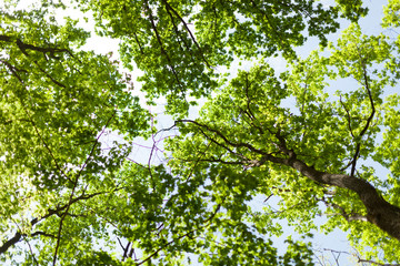 The warm spring sun shining through the canopy of tall beech trees