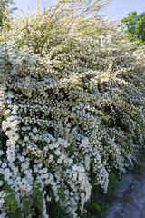 white flower  bush blooming in May day