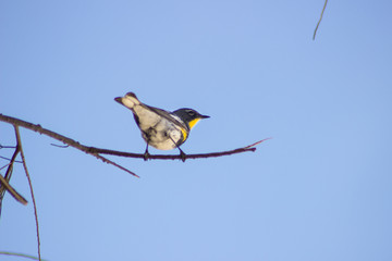 Desert Birds Closeup Macro