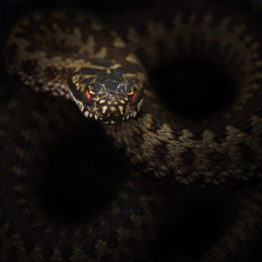 A visit by the viper