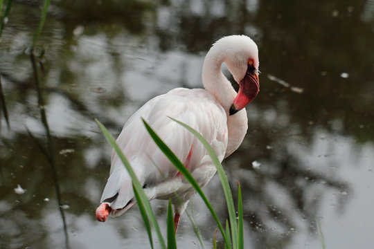 Rosy flamingo waterbird wading in the river