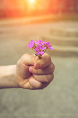 Hand gives a wild flower with love .