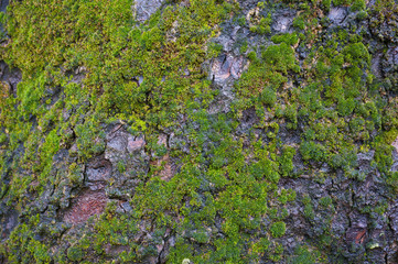 Bark of tree with moss