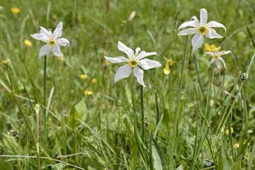 narcisi
