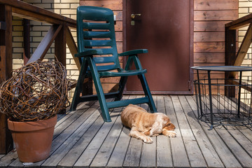 Old dog spaniel sleeping on the threshold of a house