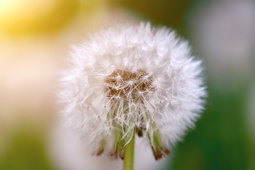 Dandelions in the morning in the sun. Spring floral background, soft focus macro.