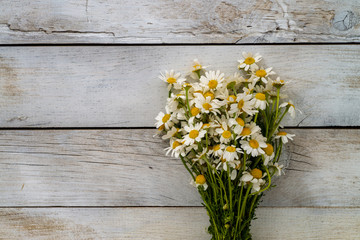 Daisy  flowers on wooden background