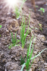 green onion grows on the bed, selective focus