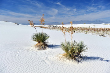 The desert covered  a layer of white sand