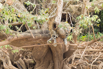 Jaguar from Pantanal, Brazil