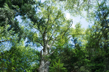 Green forest with a view to the top