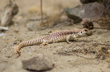 Lizard Reptile Chuckwalla in the Desert