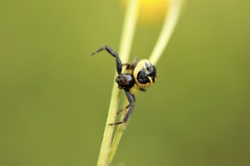 image of a spider on a plant