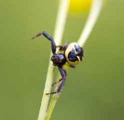 image of a spider on a plant