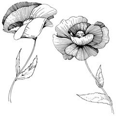 Obraz premium Vector poppy. Floral botanical flower. Wild spring leaf wildflower isolated. Vector wildflower for background, texture, wrapper pattern, frame or border.