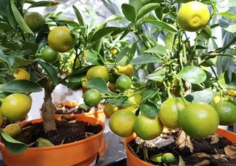 Close up Plenty of Small Lemon Trees with Yellow and Green Fruits Growing on Yellow Pots.