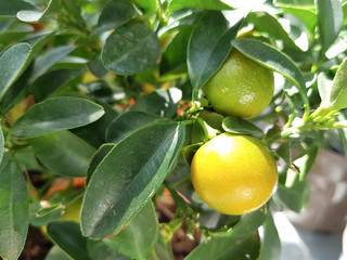 Close up Plenty of Small Lemon Trees with Yellow and Green Fruits Growing on Yellow Pots.