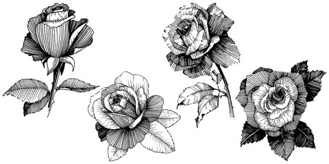 Vector roses. Floral botanical flower. Wild spring leaf wildflower isolated. Vector wildflower for background, texture, wrapper pattern, frame or border.