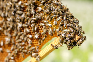 pszczoły na plastrze miodu wiosenną porą - obrazy, fototapety, plakaty