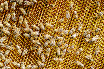 pszczoły na plastrze miodu wiosenną porą