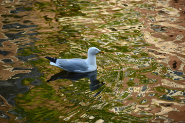 Wild seagull in natural habitat, Amsterdam