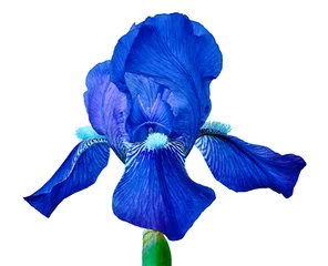 Keuken spatwand met foto Blue iris flower isolated on a white  background. Close-up. Flower bud on a green stem. © afefelov68