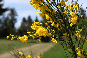 Gorse - Stockphoto