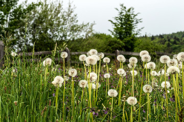 Obraz premium Field of dandelions in the mountain landscape.