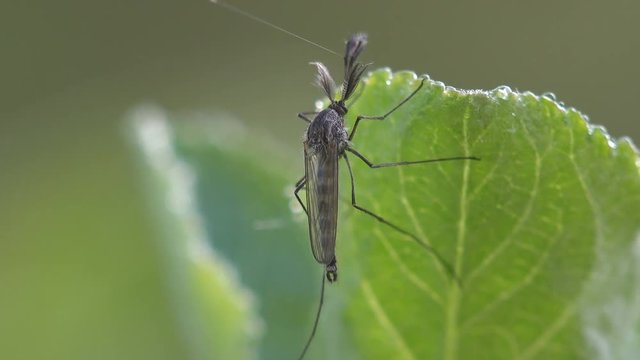 Insect macro, mating Mosquito Crane fly Tipula luna male sitting on green leaf