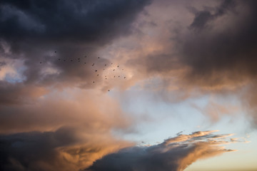 Pajaros volando atardecer