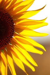 Fototapeta premium Girasol en verano
