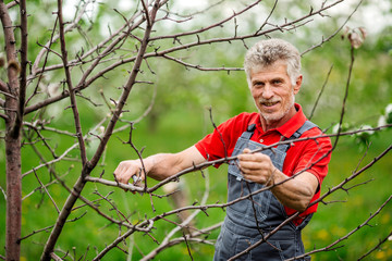 gardener with pruner pruning apple tree branch at summer garden background. people and farm concept