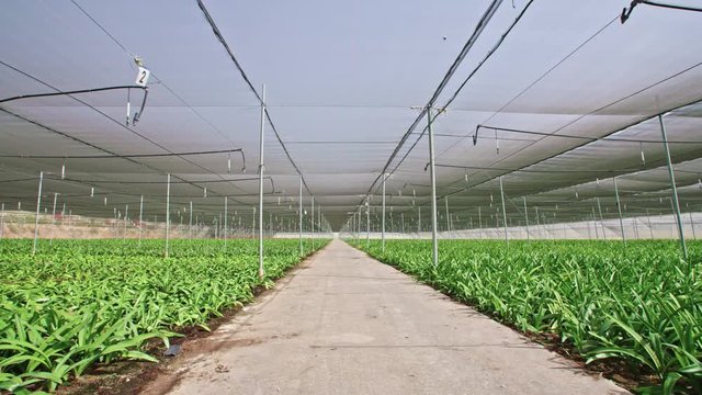 Amaryllis plants inside a large nethouse