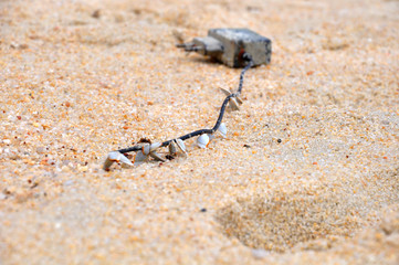 Close up for a mobile phone charger on a shore after tide, with seashells, mollusks and dirt sticked on it. Concepts: environmental pollution; summer travel; sea life