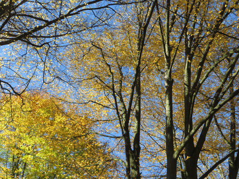 Herbstbaum