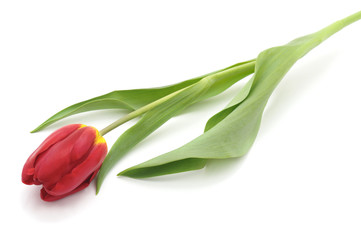 One red tulip.