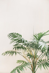 Fototapeta na wymiar Tropical palm leaves on pale pastel beige background. Minimal lifestyle concept.