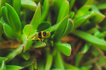 Creative tropical succulent green plants and leaves with a bee layout. Nature concept. Leaf pattern background