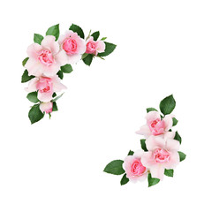 Obraz premium Beautiful pink rose flowers and leaves in a corner composition