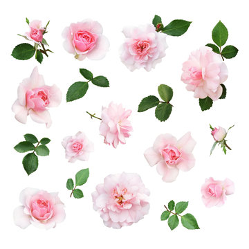 Set of pink rose flower and leaves