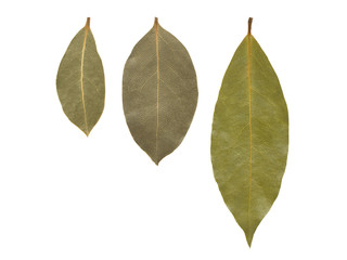 three dried different bay leaves isolated on white background