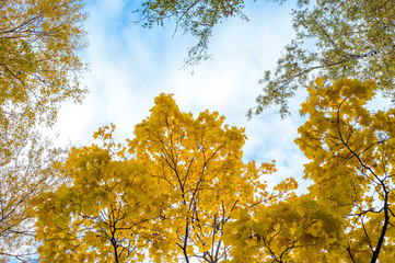 Colorful autumn tree in forest.