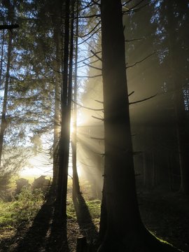 Wald im Nebel