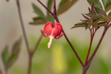 A beautiful sunlit single isolated red and white bleeding heart in flower in a natural environment.