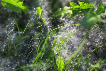 many allergenic fluffy white poplar seeds are on the ground in the green grass in spring Park