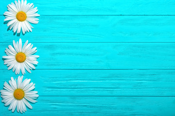 Chamomile on a wooden blue background, top view.