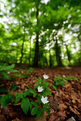 anemone in the environment of the spring forest