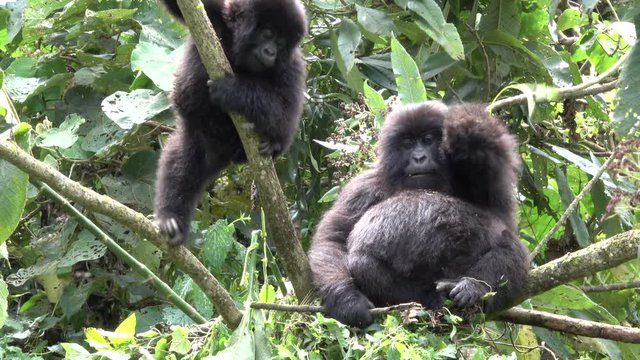 Mountain Gorilla, young one is playing with pregnant Mountain Gorilla, Democratic Republic of Congo, Africa