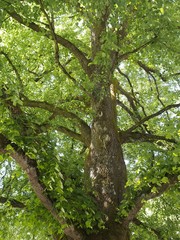 Fototapeta na wymiar Sauerstoff - stattlicher Lindenbaum mit frischen Blättern im Frühling